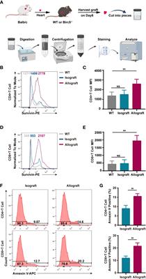 Ablation of Survivin in T Cells Attenuates Acute Allograft Rejection after Murine Heterotopic Heart Transplantation by Inducing Apoptosis